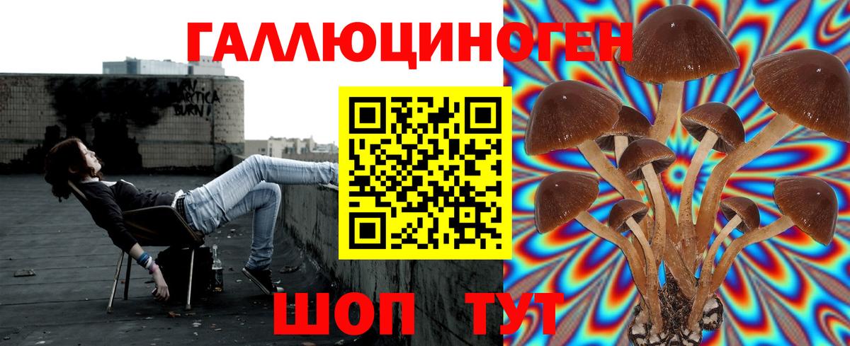 Псилоцибиновые грибы Cubensis Кизилюрт